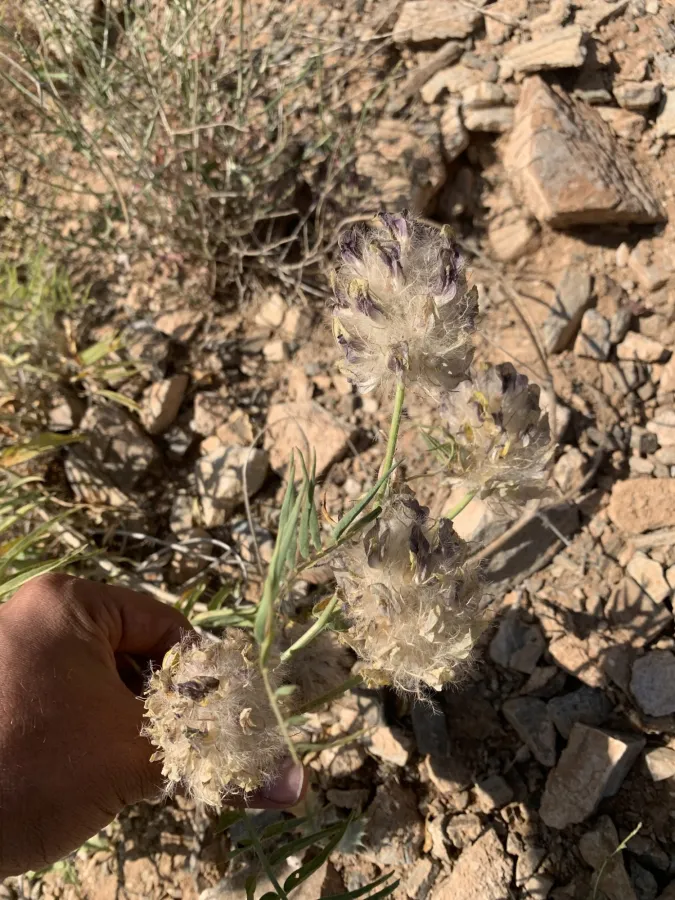 Astragalus macrocephalus