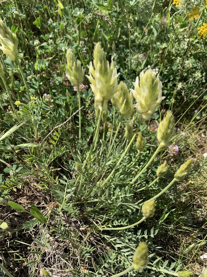 Astragalus melanostictus