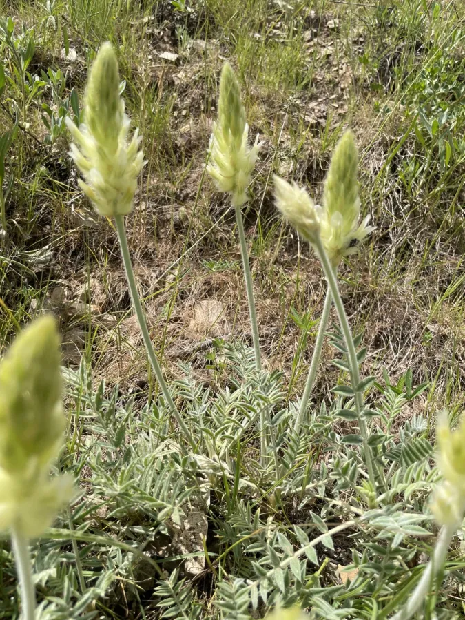 Astragalus melanostictus