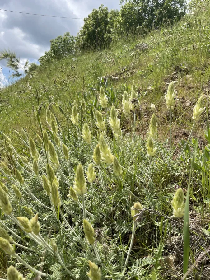 Astragalus melanostictus