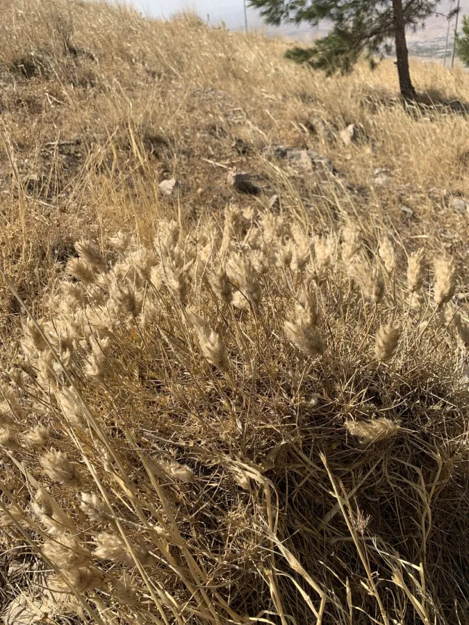 Astragalus melanostictus