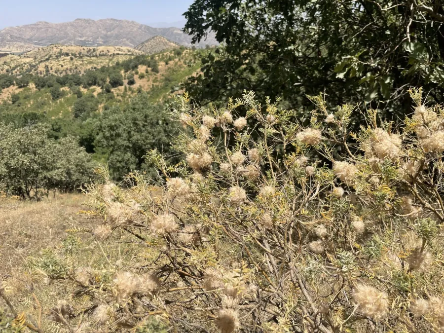 Astragalus michauxianus