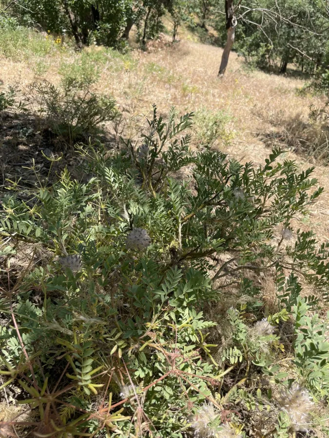 Astragalus michauxianus