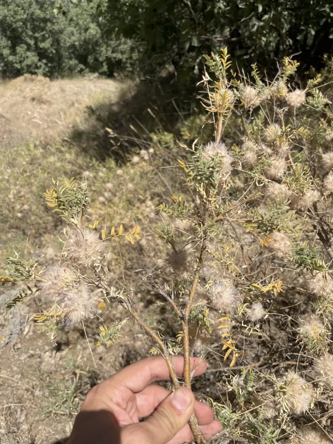 Astragalus michauxianus