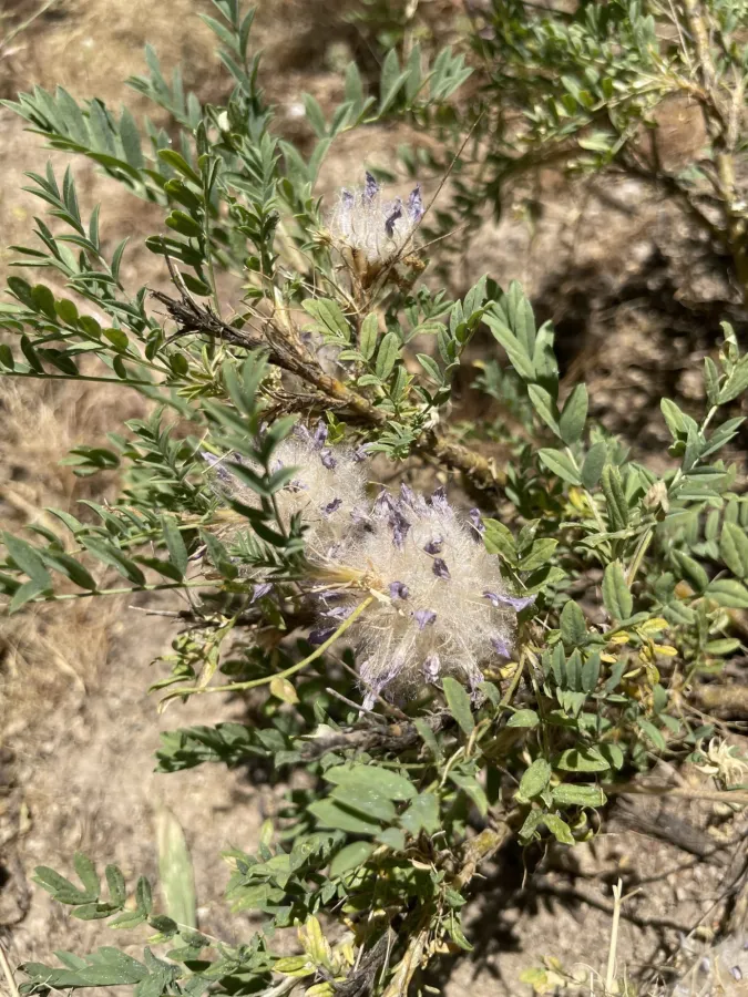Astragalus michauxianus