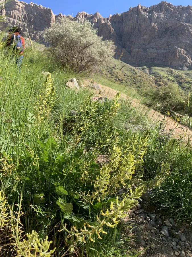 Astragalus micrancistrus
