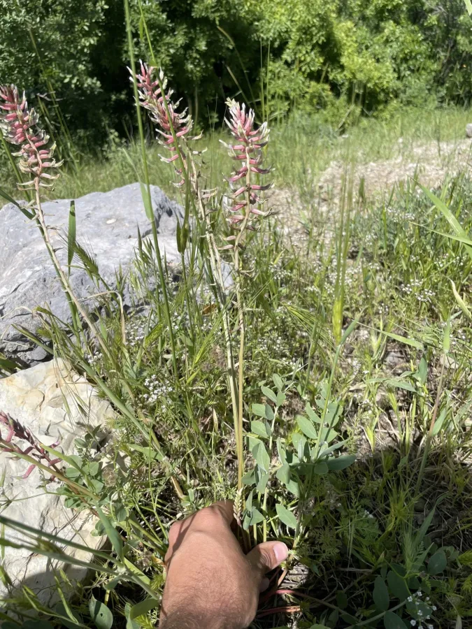 Astragalus micrancistrus