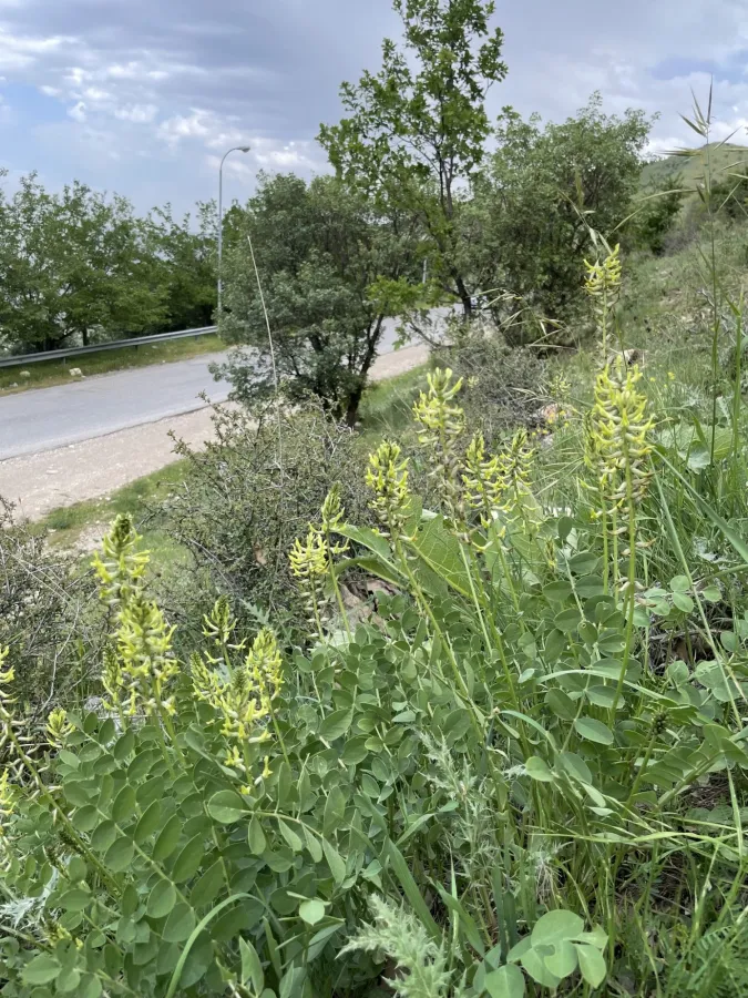 Astragalus micrancistrus