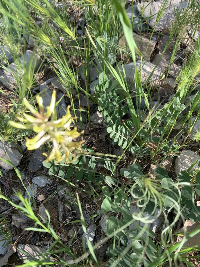 Astragalus micrancistrus