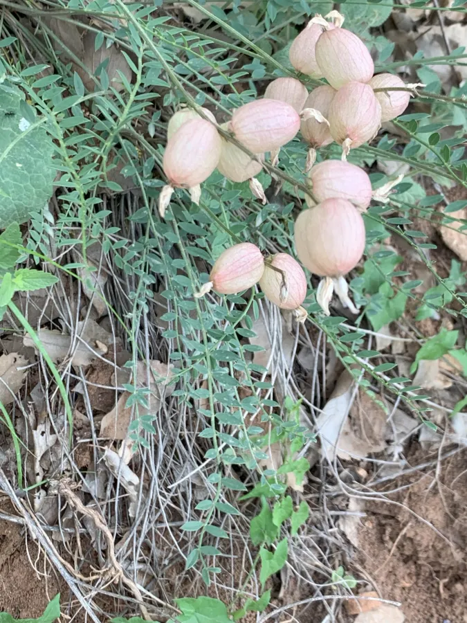 Astragalus naghadehensis