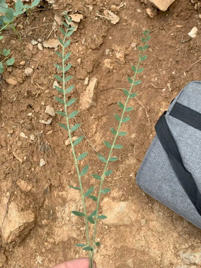 Astragalus naghadehensis