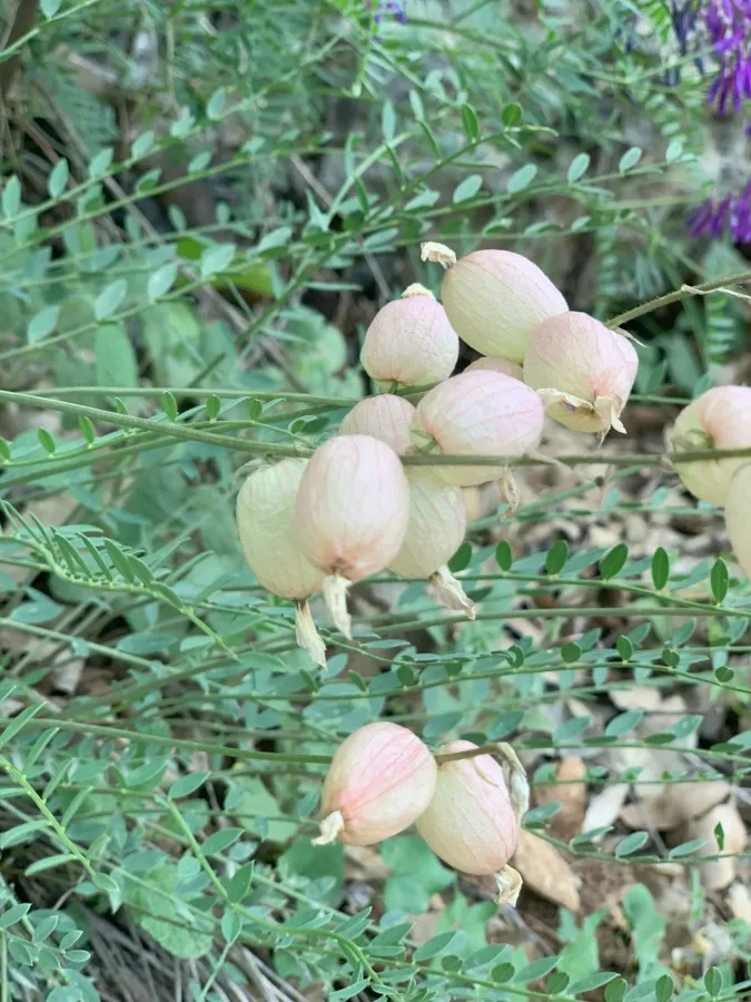 Astragalus naghadehensis