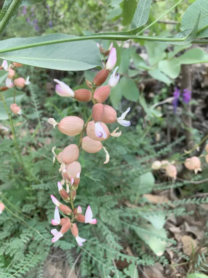 Astragalus naghadehensis