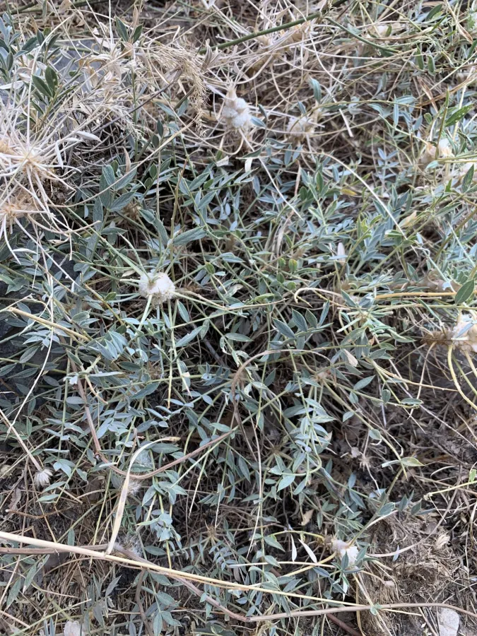 Astragalus octopus