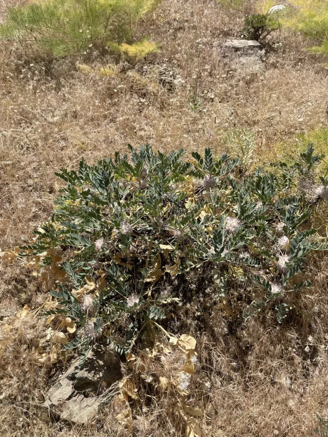 Astragalus octopus