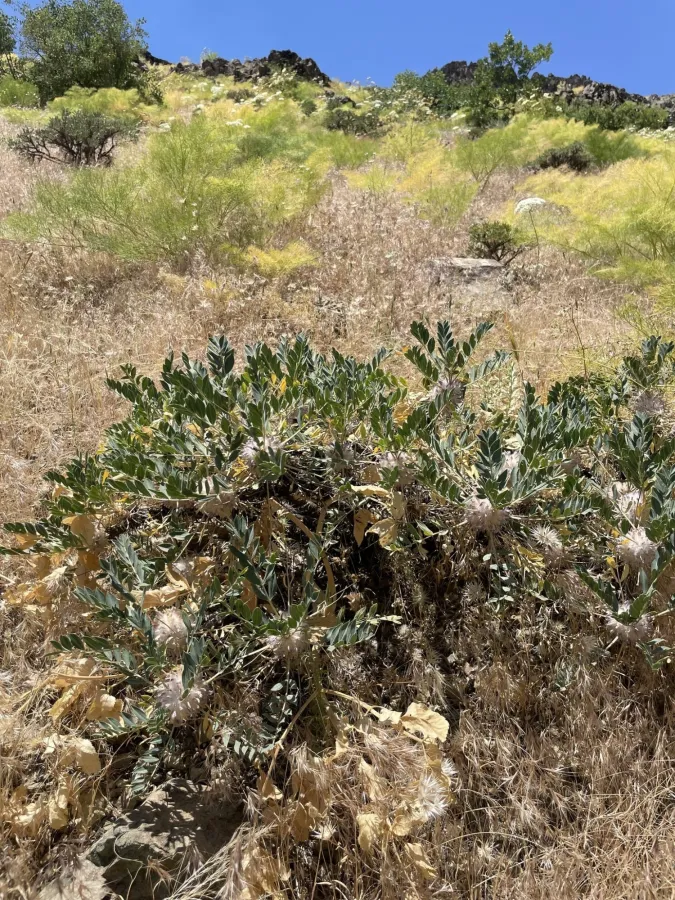 Astragalus octopus