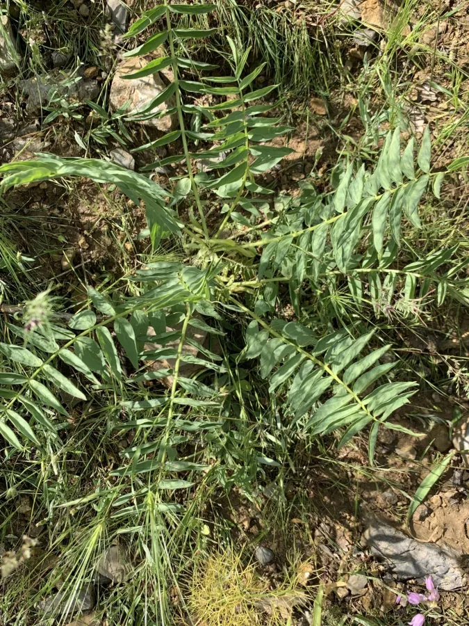 Astragalus ovinus