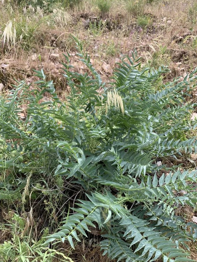 Astragalus ovinus