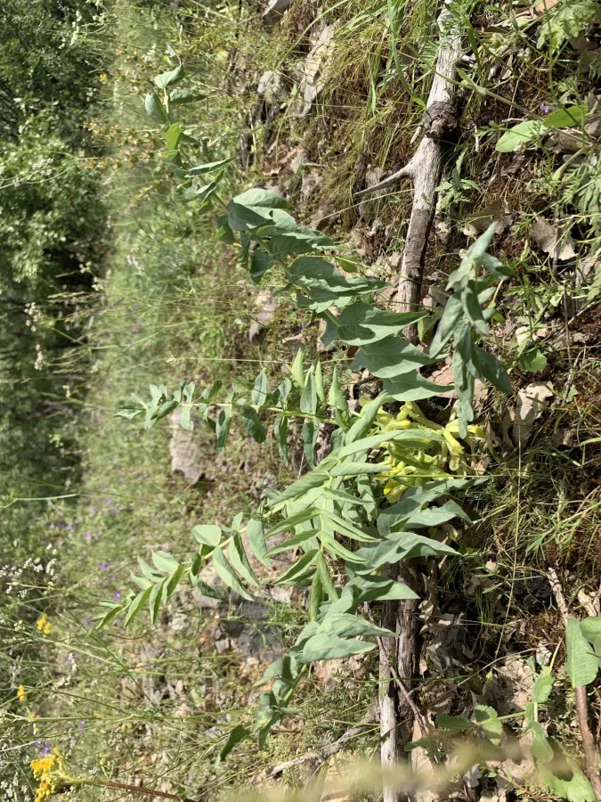 Astragalus ovinus