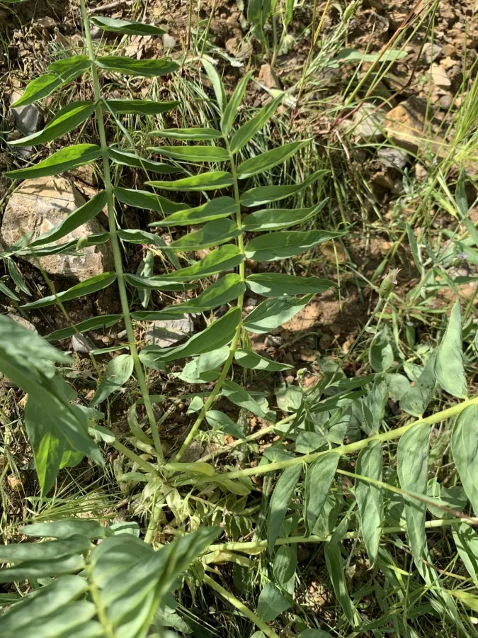 Astragalus ovinus