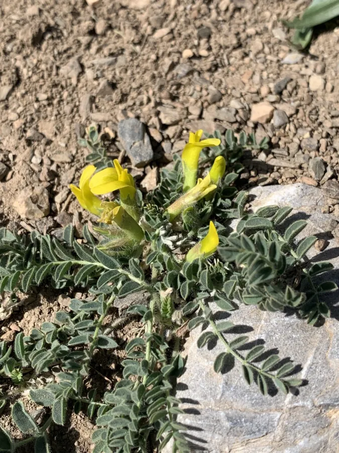 Astragalus pinetorum