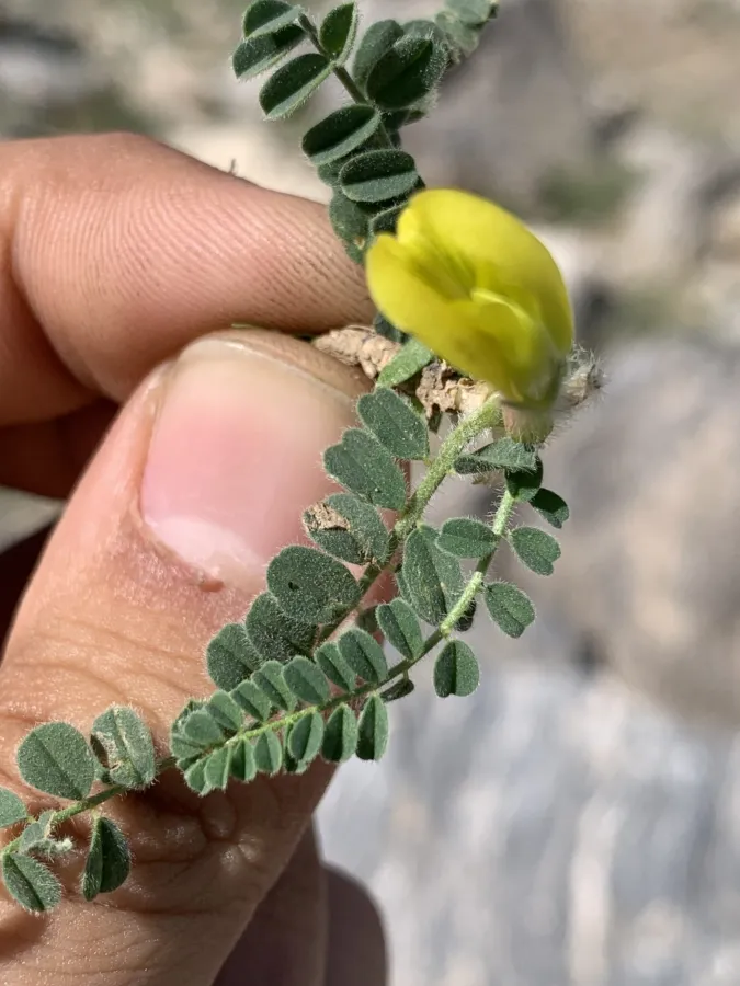 Astragalus pinetorum