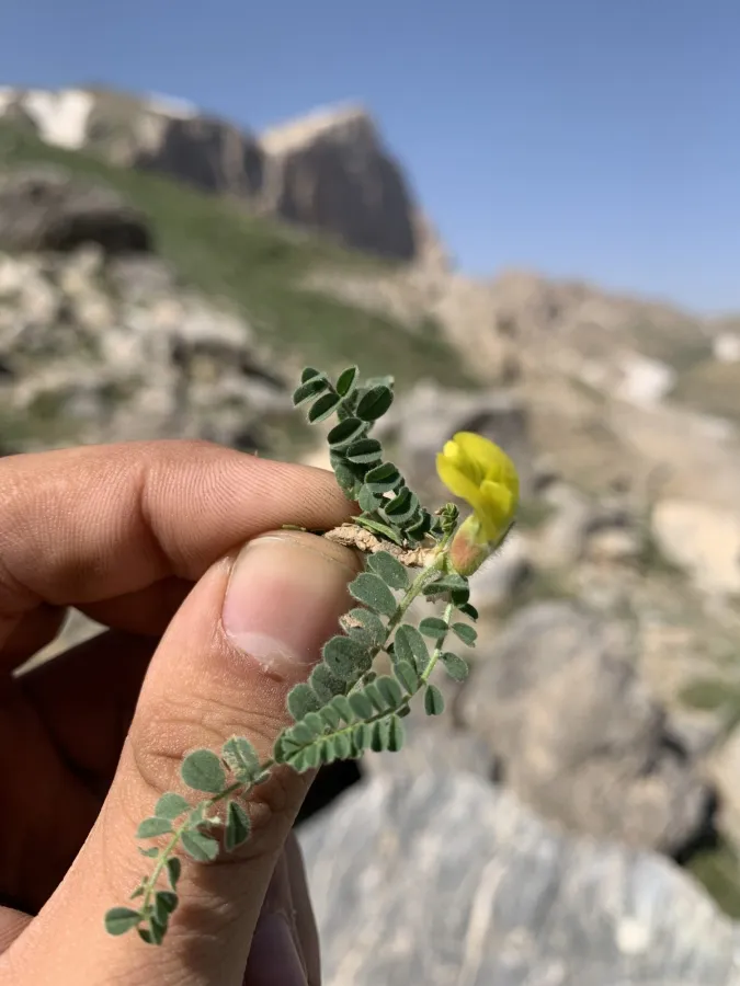 Astragalus pinetorum