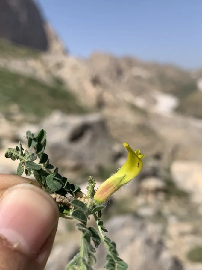 Astragalus pinetorum