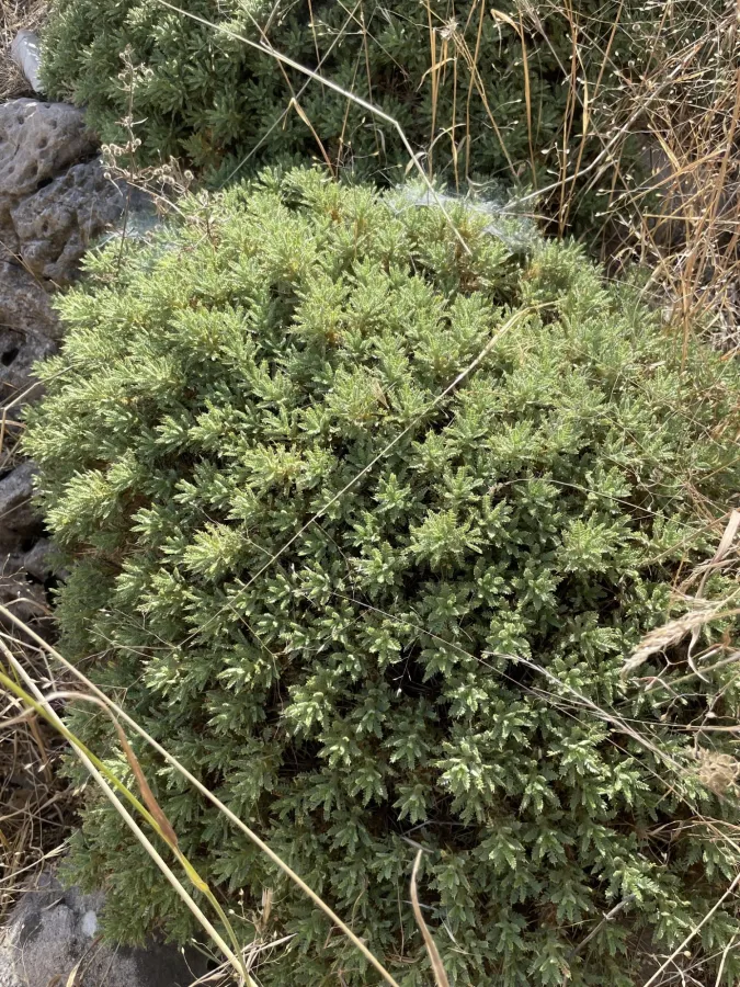 Astragalus polyanthus