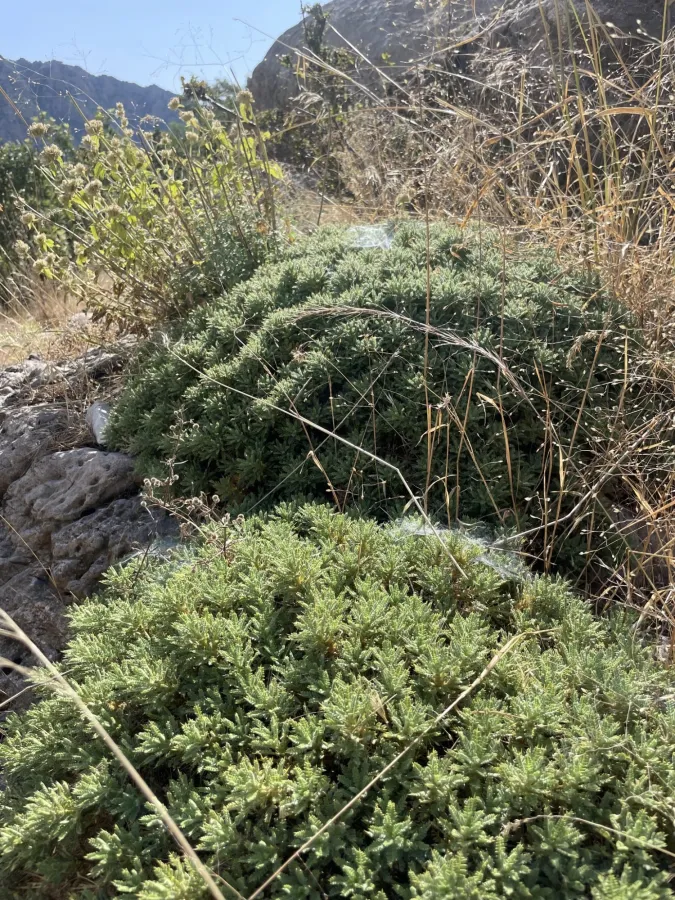 Astragalus polyanthus