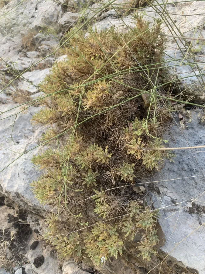 Astragalus polyanthus