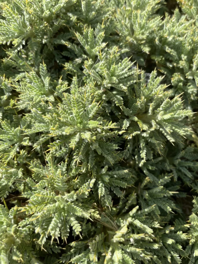 Astragalus polyanthus