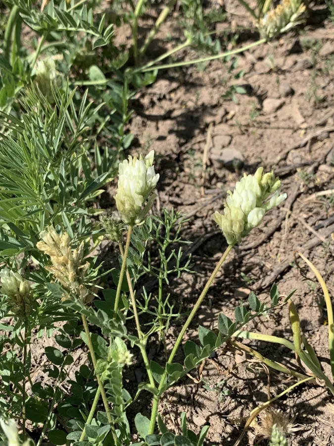 Astragalus pseudofragrans