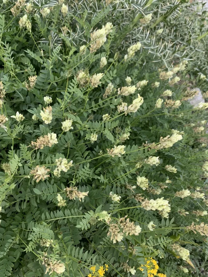 Astragalus pseudofragrans