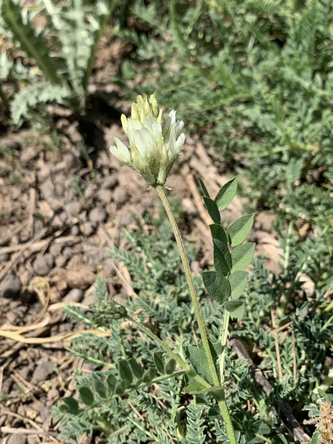 Astragalus pseudofragrans