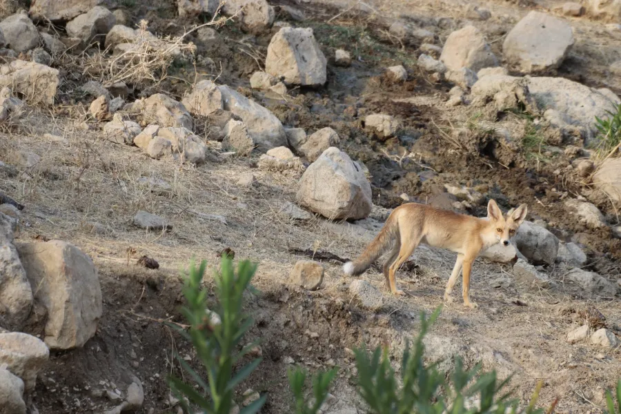 Red Fox