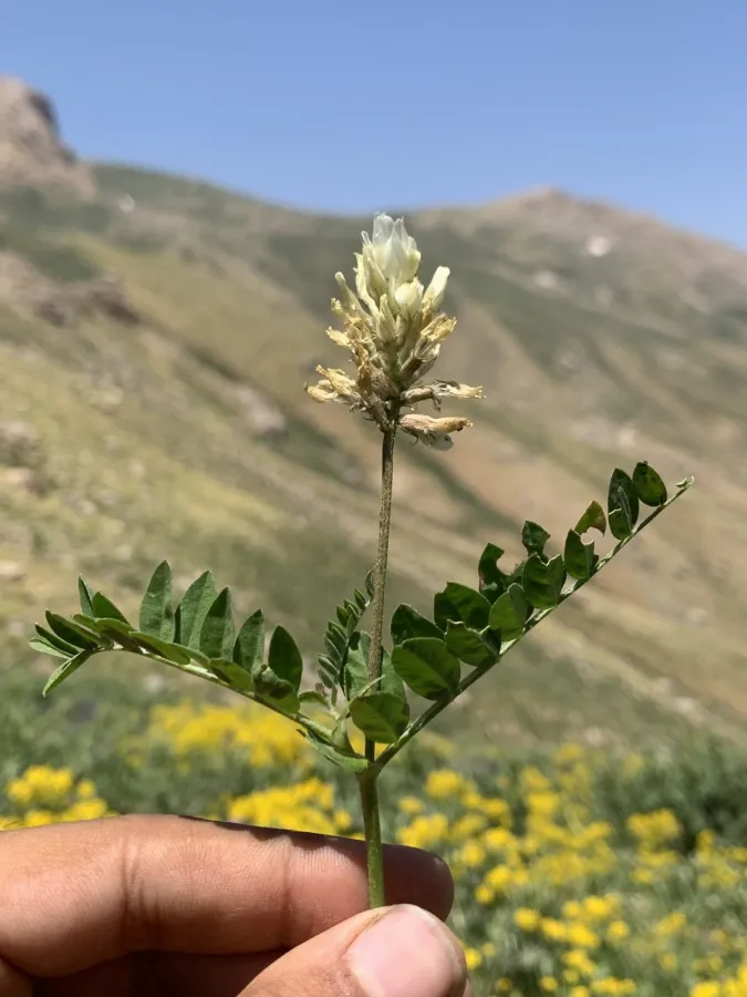 Astragalus pseudofragrans
