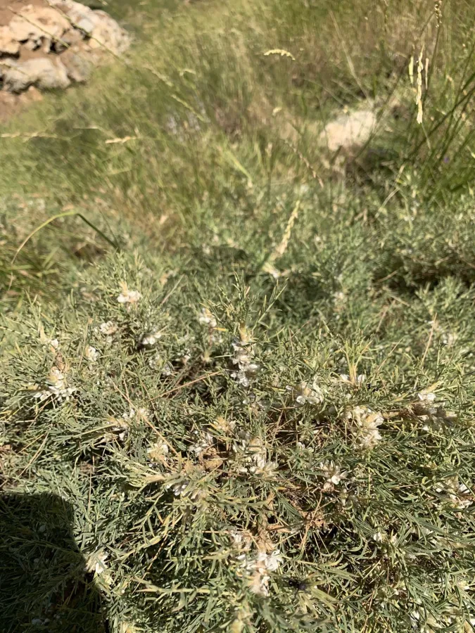 Astragalus pushtashanicus