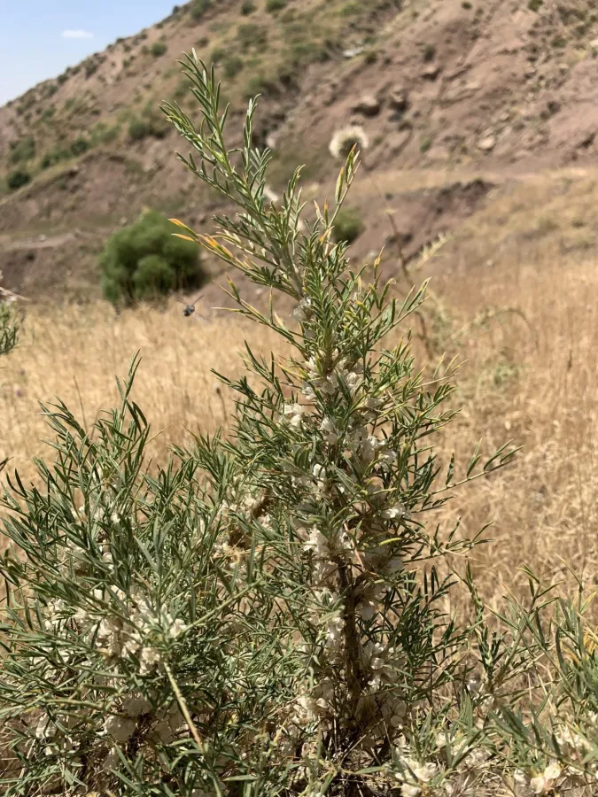 Astragalus pushtashanicus