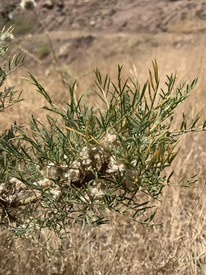 Astragalus pushtashanicus