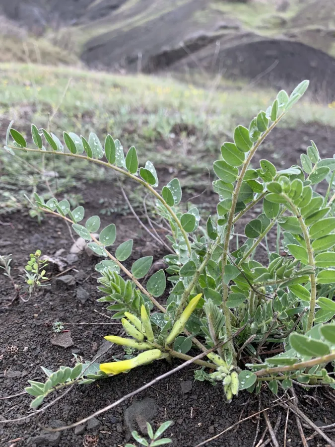 Astragalus rawianus