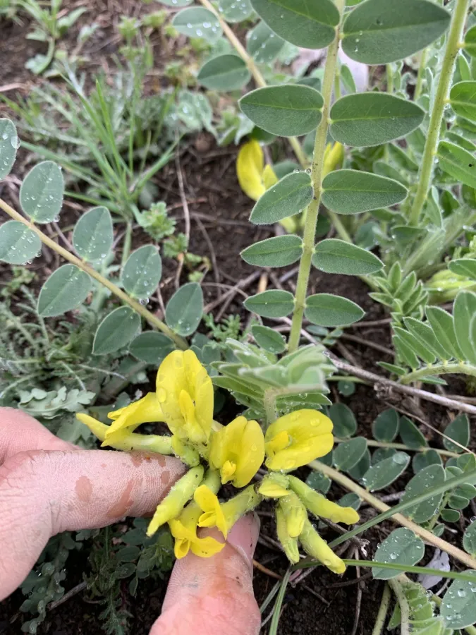 Astragalus rawianus