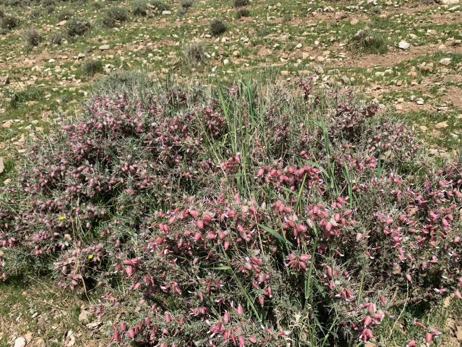Astragalus russellii
