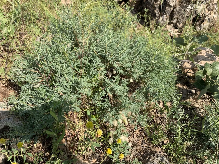 Astragalus russellii
