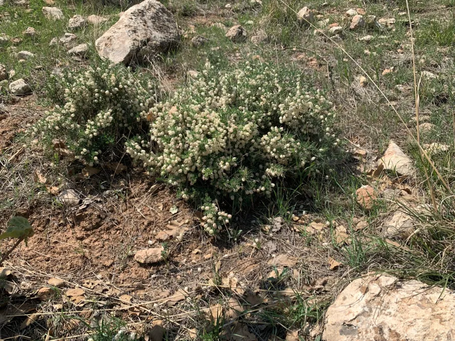 Astragalus russellii