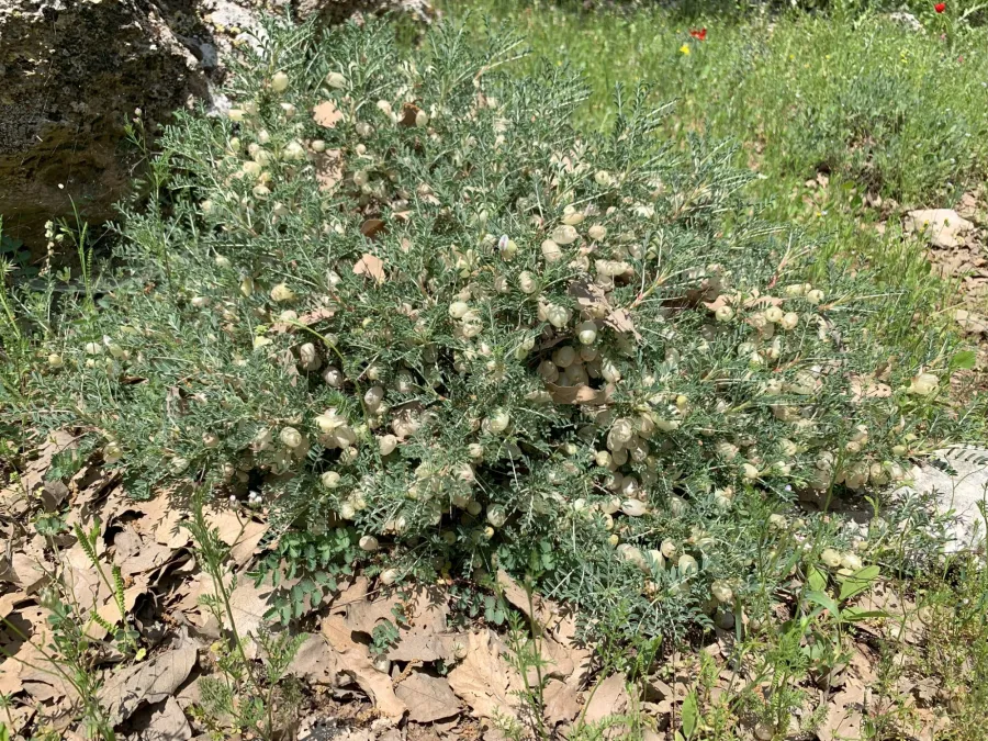 Astragalus russellii