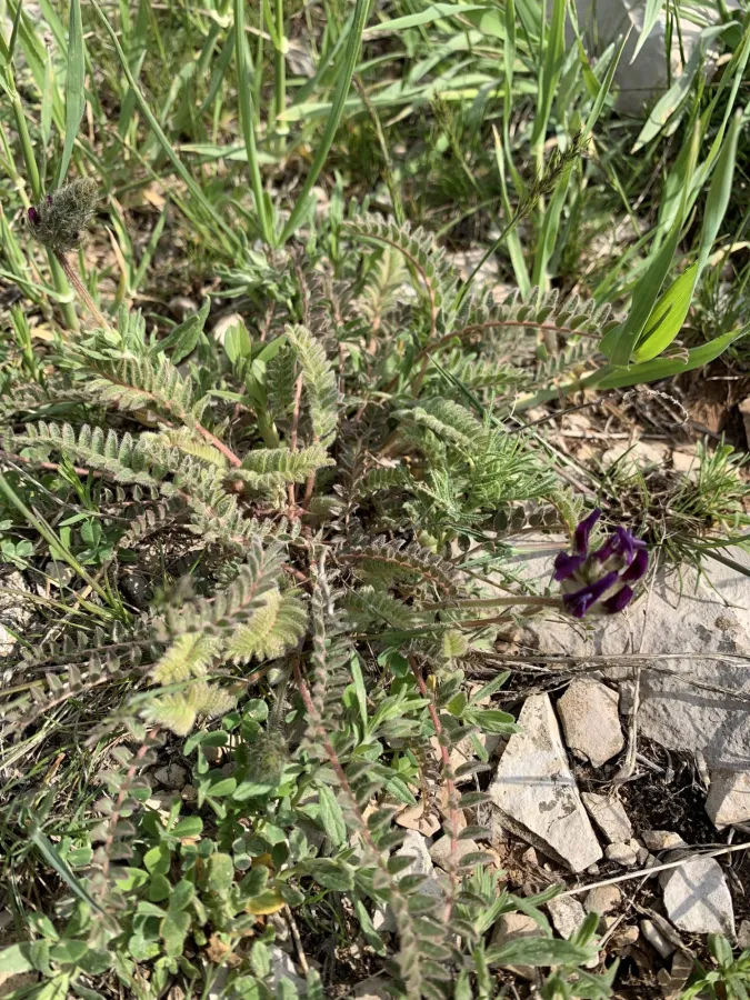Astragalus sarae