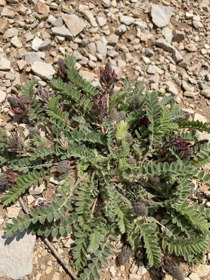Astragalus sarae
