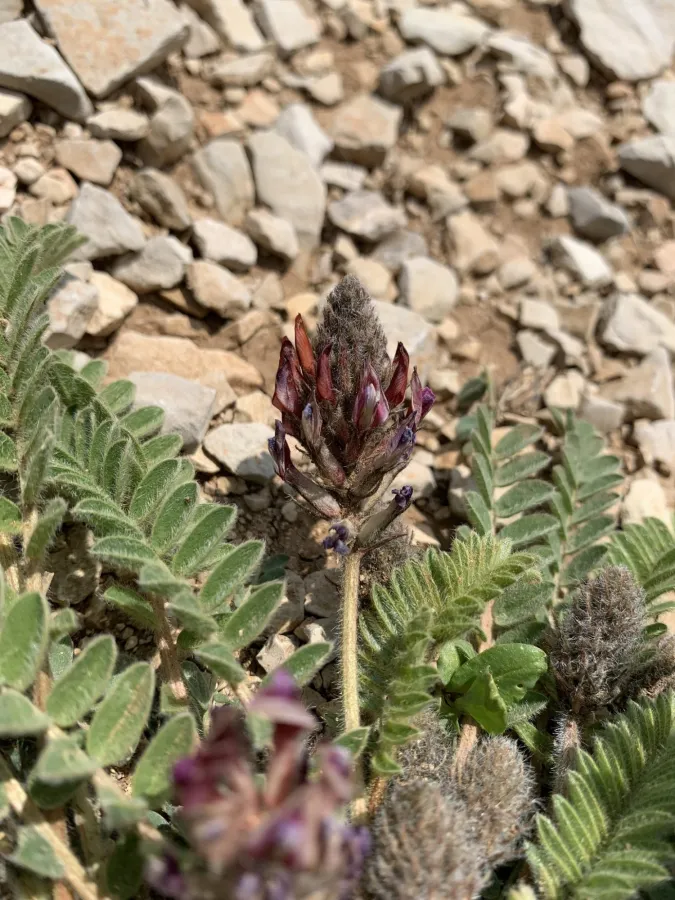 Astragalus sarae
