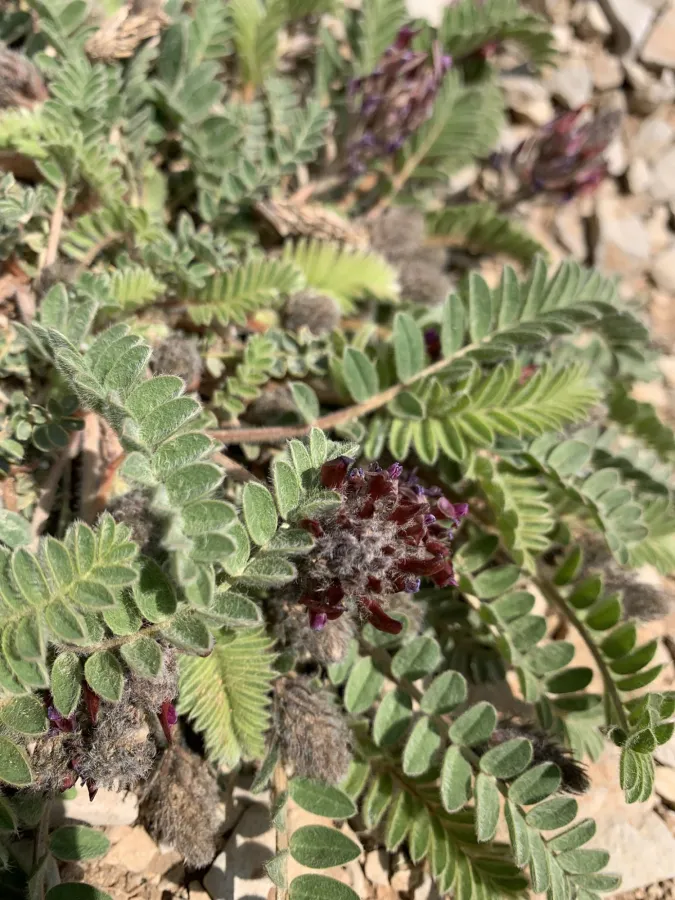 Astragalus sarae